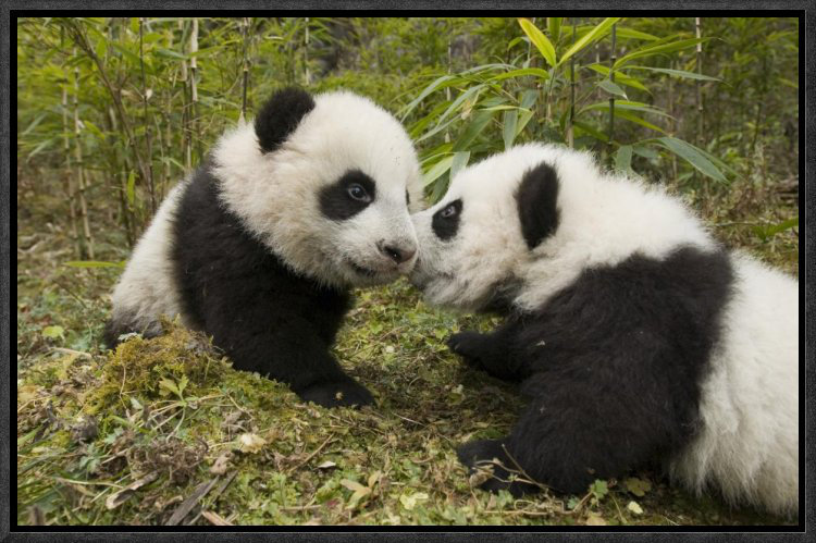 East Urban Home 'Giant Panda Two Cubs Touching Noses' Framed ...